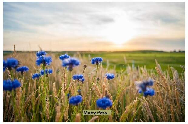 Grundstück kaufen in 4565 Inzersdorf (Bild 1)
