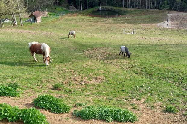 Gewerbeobjekt kaufen in 8510 Stainz (Bild 2)