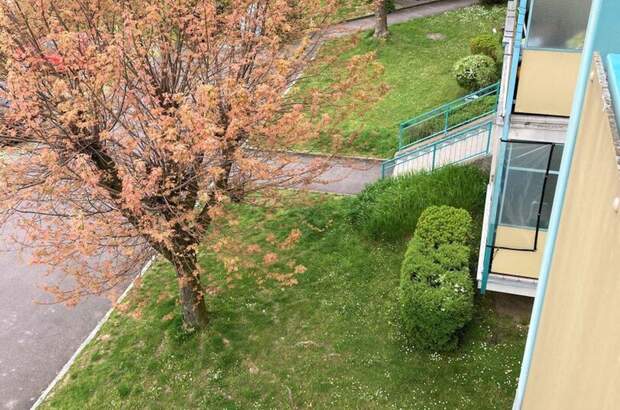 Wohnung mieten in 4209 Engerwitzdorf (Bild 3)