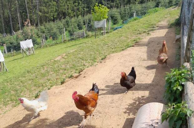 Gewerbeobjekt kaufen in 8510 Stainz (Bild 5)