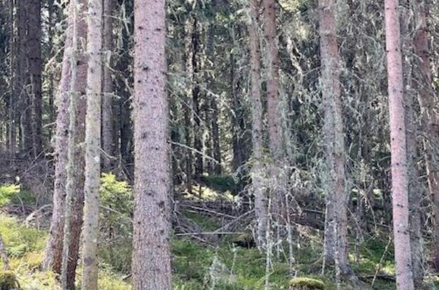 Gewerbeobjekt kaufen in 8861 Sankt Georgen (Bild 5)