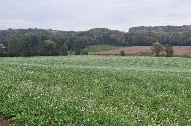 Gewerbeobjekt kaufen in 8354 Waltra (Bild 5)