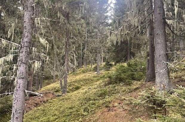 Gewerbeobjekt kaufen in 8850 Murau (Bild 5)