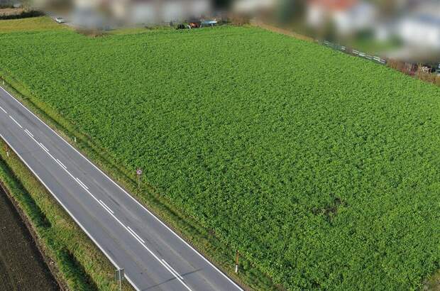 Grundstück kaufen in 4073 Wilhering (Bild 2)