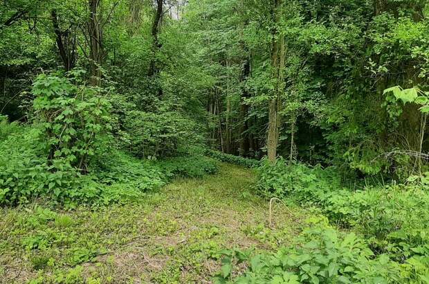 Einfamilienhaus kaufen in 3571 Gars (Bild 4)