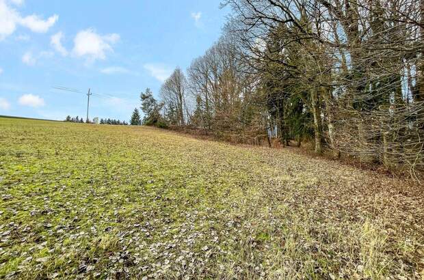 Grundstück kaufen in 7572 Deutsch Kaltenbrunn (Bild 5)