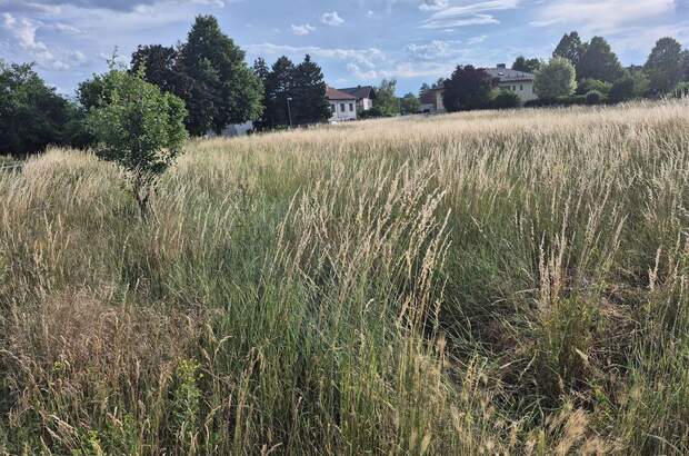 Grundstück kaufen in 2223 Martinsdorf (Bild 3)