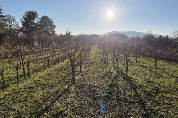 Grundstück kaufen in 2103 Langenzersdorf (Bild 2)