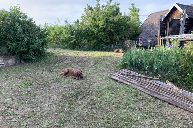Gewerbeobjekt kaufen in 2181 Dobermannsdorf (Bild 5)