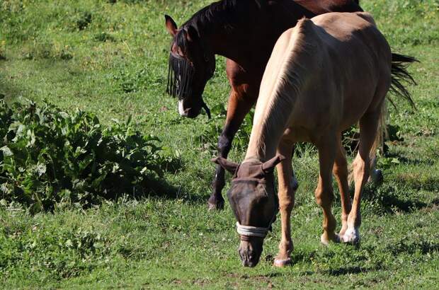 Grundstück kaufen in 9241 Wernberg (Bild 5)
