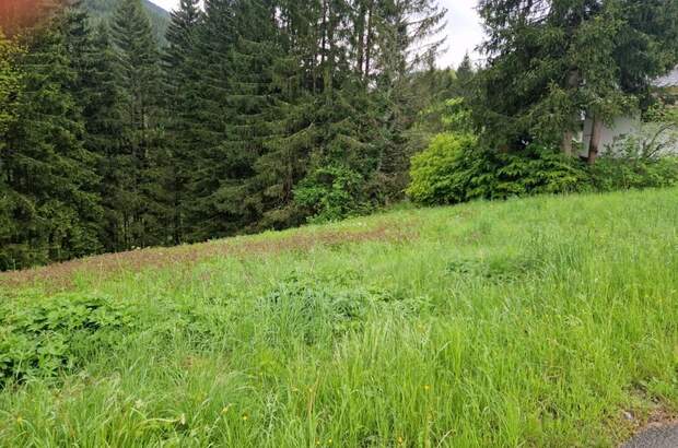 Grundstück kaufen in 8635 Gollrad (Bild 3)