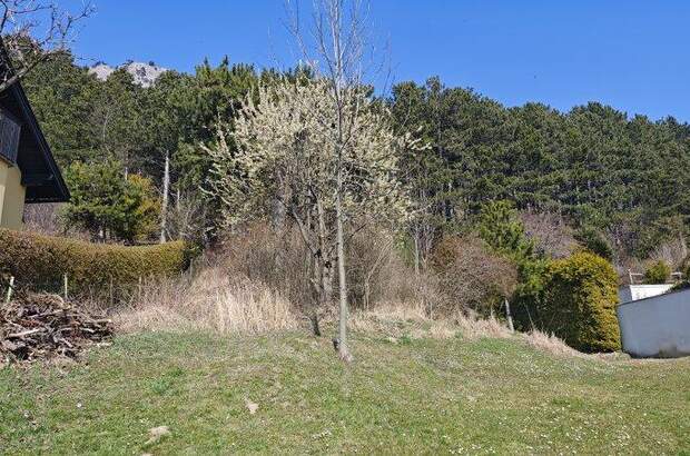 Grundstück kaufen in 2733 Grünbach (Bild 2)