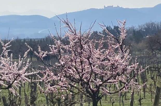 Grundstück kaufen in 3500 Gneixendorf (Bild 4)
