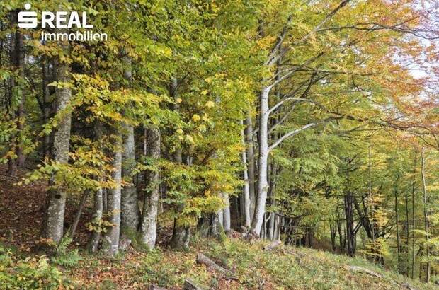 Grundstück kaufen in 3295 Lackenhof (Bild 3)