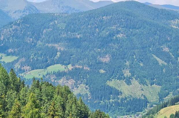 Jagd- und Forstwirtschaft kaufen in 9565 Reichenau (Bild 3)