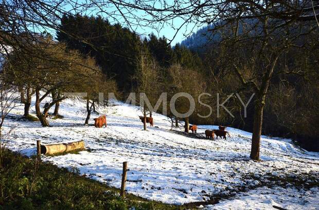Bauernhaus kaufen in 4391 Waldhausen (Bild 5)
