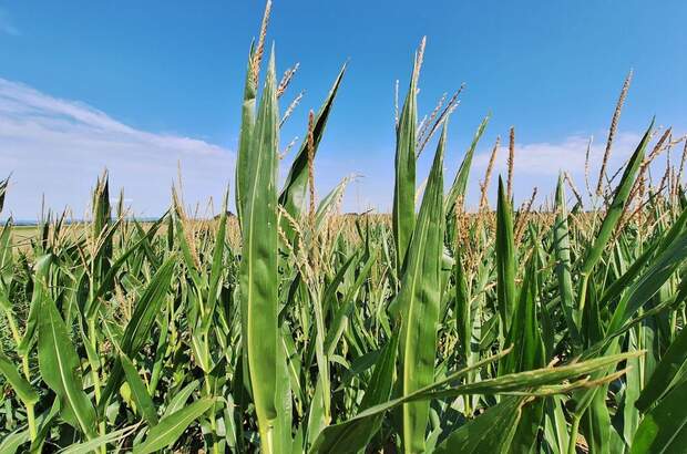 Gewerbeobjekt kaufen in 4654 Bad Wimsbach (Bild 4)