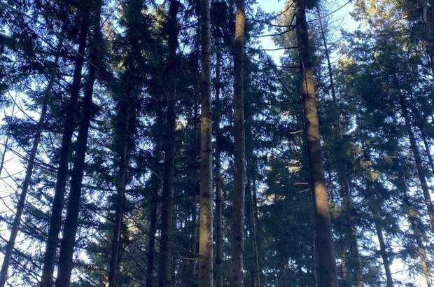 Jagd- und Forstwirtschaft kaufen in 3452 Atzenbrugg (Bild 3)