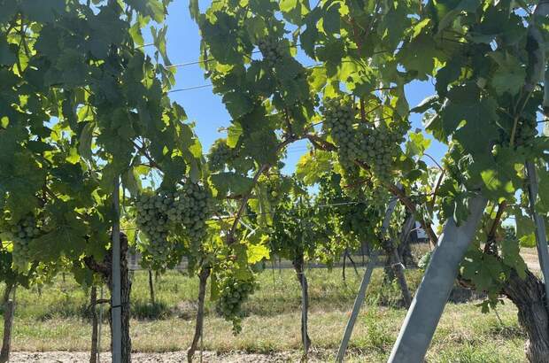 Gewerbeobjekt kaufen in 3492 Engabrunn (Bild 5)