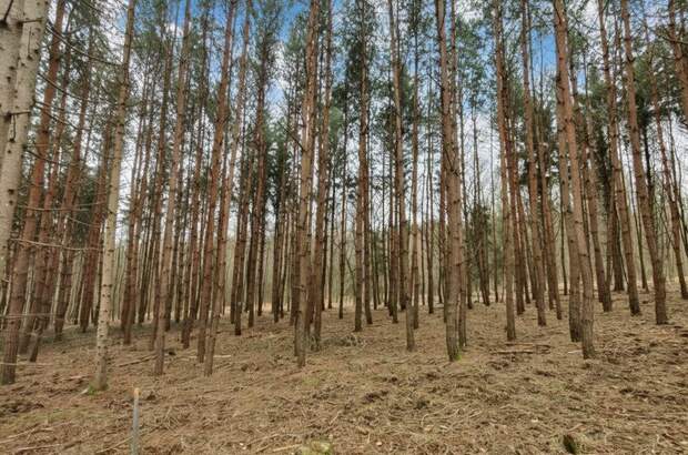 Grundstück kaufen in 7502 Unterwart (Bild 3)