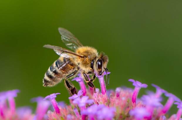 Wohnung mieten in 9100 Völkermarkt (Bild 4)