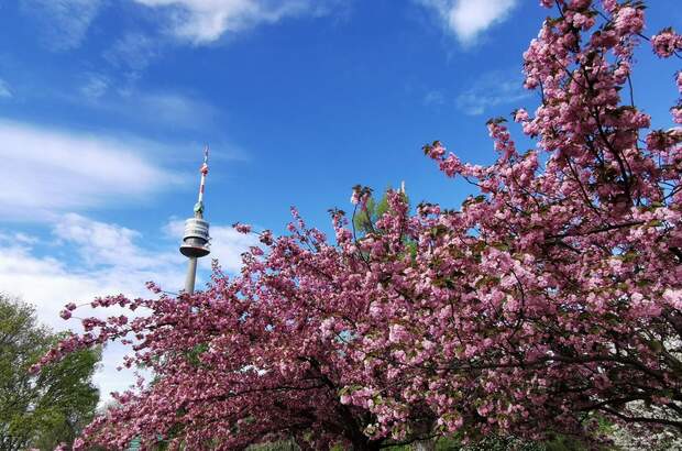 Haus mit Garten mieten in 1210 Wien (Bild 4)