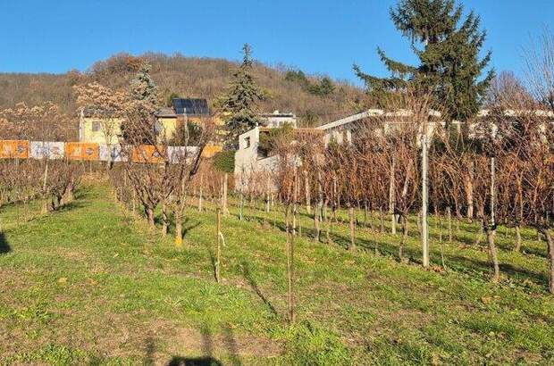 Grundstück kaufen in 2103 Langenzersdorf (Bild 4)