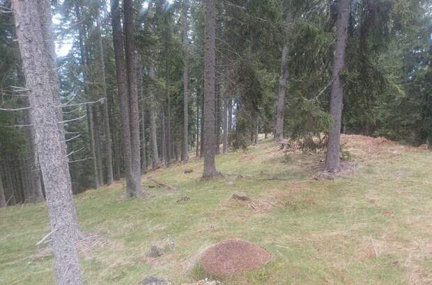 Gewerbeobjekt kaufen in 9542 Verditz (Bild 1)