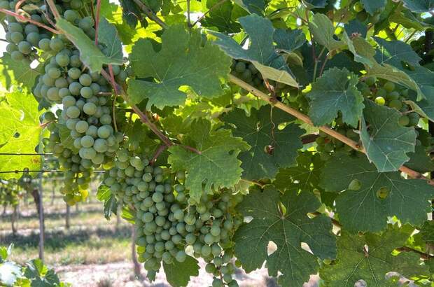 Gewerbeobjekt kaufen in 3491 Straß (Bild 2)