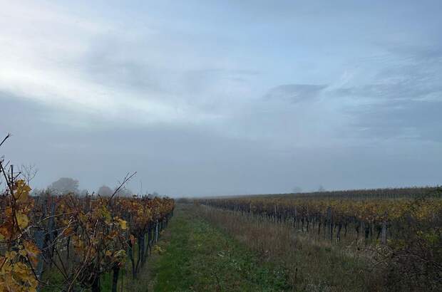 Gewerbeobjekt mieten in 7072 Mörbisch (Bild 5)
