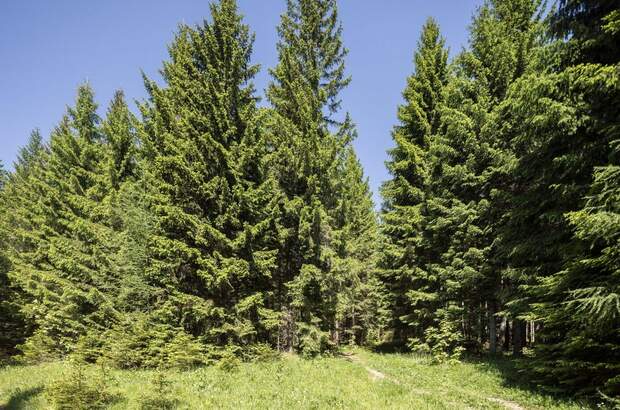 Gewerbeobjekt kaufen in 2651 Prein (Bild 4)