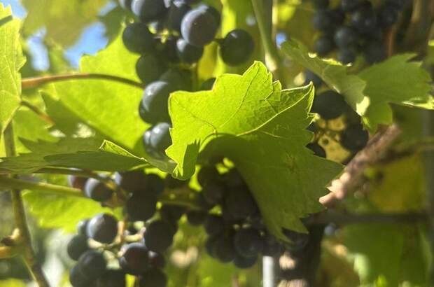 Wohnung mieten in 6373 Jochberg (Bild 4)