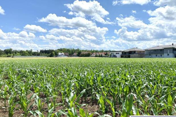 Gewerbeobjekt kaufen in 4623 Gunskirchen (Bild 3)