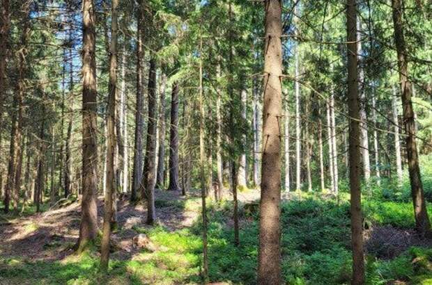 Immobilie kaufen in 83317 Teisendorf (Bild 1)