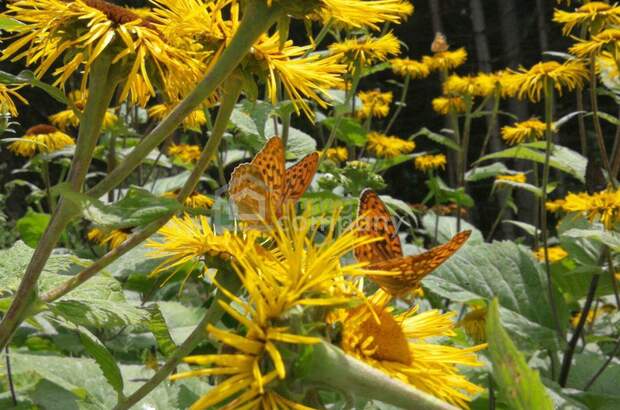 Gewerbeobjekt kaufen in 5020 Salzburg (Bild 2)