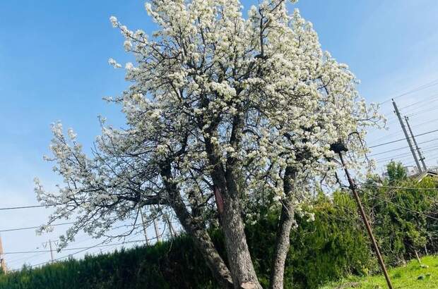 Grundstück kaufen in 1210 Wien (Bild 2)