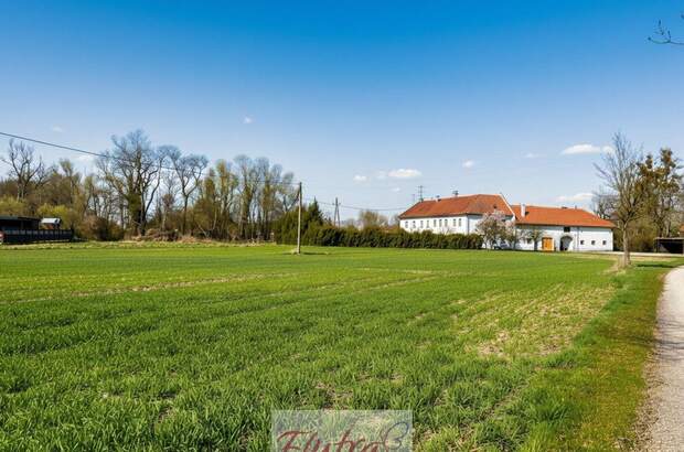 Grundstück kaufen in 4614 Marchtrenk (Bild 1)