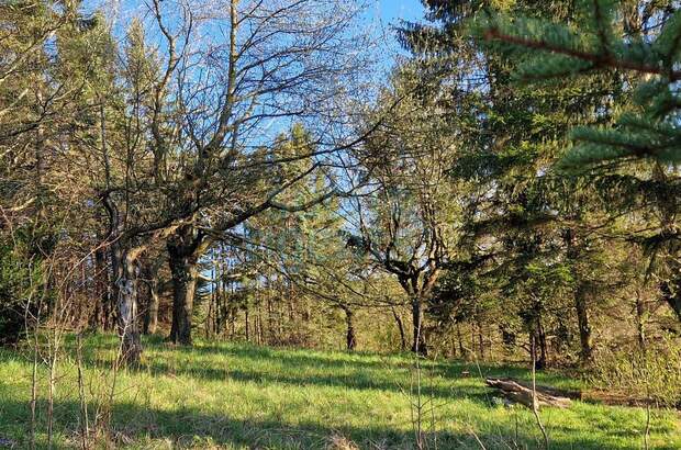 Haus mit Garten kaufen in 3430 Chorherrn (Bild 4)