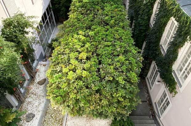 Haus mit Garten kaufen in 1060 Wien (Bild 5)