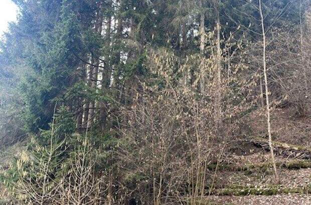 Gewerbeobjekt kaufen in 8850 Murau (Bild 3)