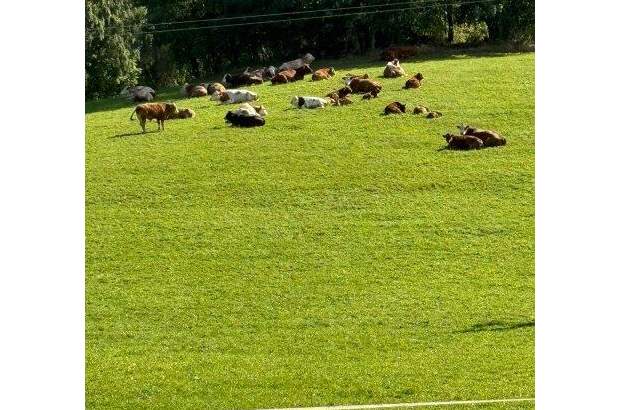 Wohnanlage kaufen in 4184 Helfenberg (Bild 5)