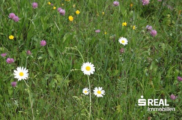 Grundstück kaufen in 6220 Buch (Bild 4)