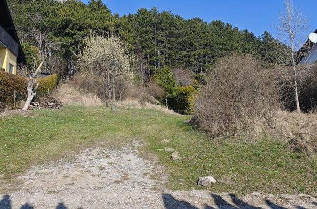 Grundstück kaufen in 2733 Grünbach (Bild 4)