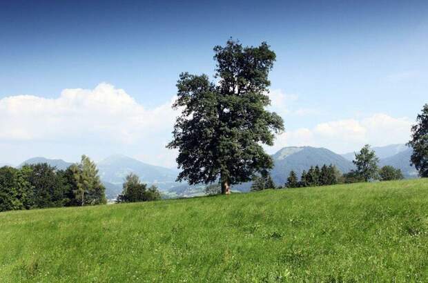 Haus kaufen in 6320 Angerberg (Bild 1)