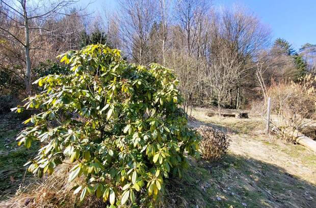 Grundstück kaufen in 3021 Pressbaum (Bild 5)