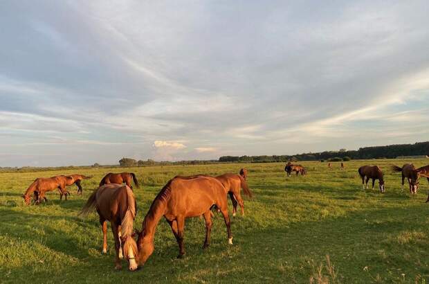 Haus kaufen in 6114 Bugac (Bild 4)