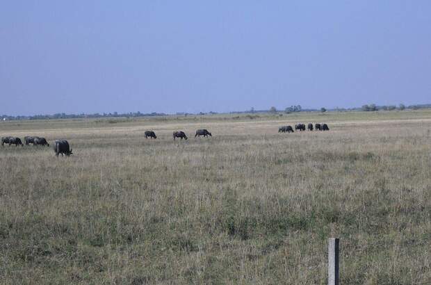 Grundstück kaufen in 9434 Fertöulak (Bild 4)