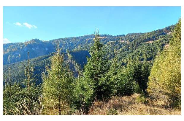 Jagd- und Forstwirtschaft kaufen in 9400 Wolfsberg (Bild 5)