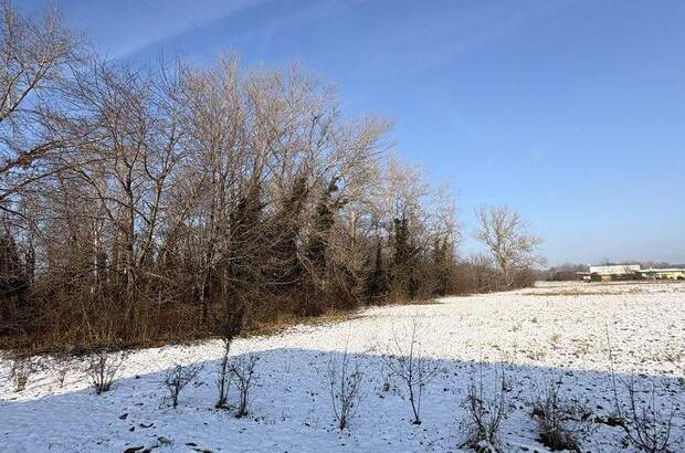 Mehrfamilienhaus kaufen in 2485 Wimpassing (Bild 5)