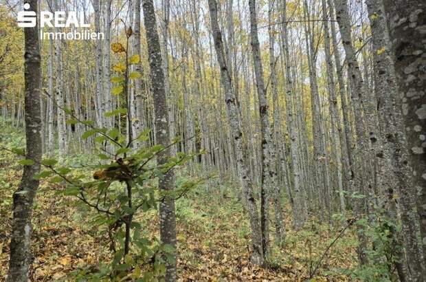 Grundstück kaufen in 3295 Lackenhof (Bild 5)
